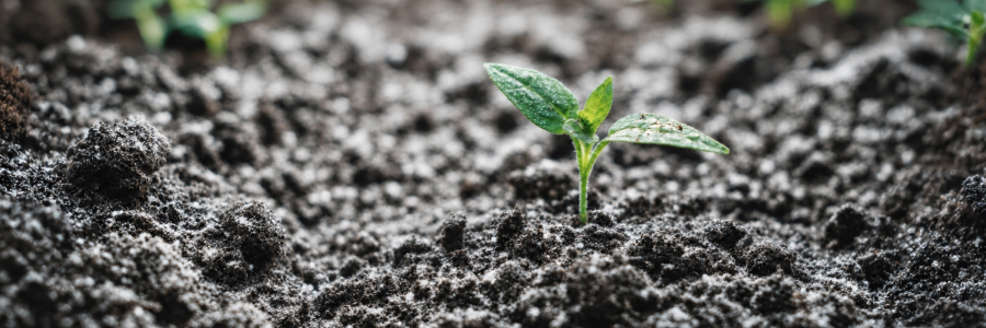Qual é a função do magnésio nas plantas?